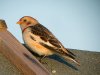 Snow Bunting at Shoebury Coastguards (Steve Arlow) (82044 bytes)